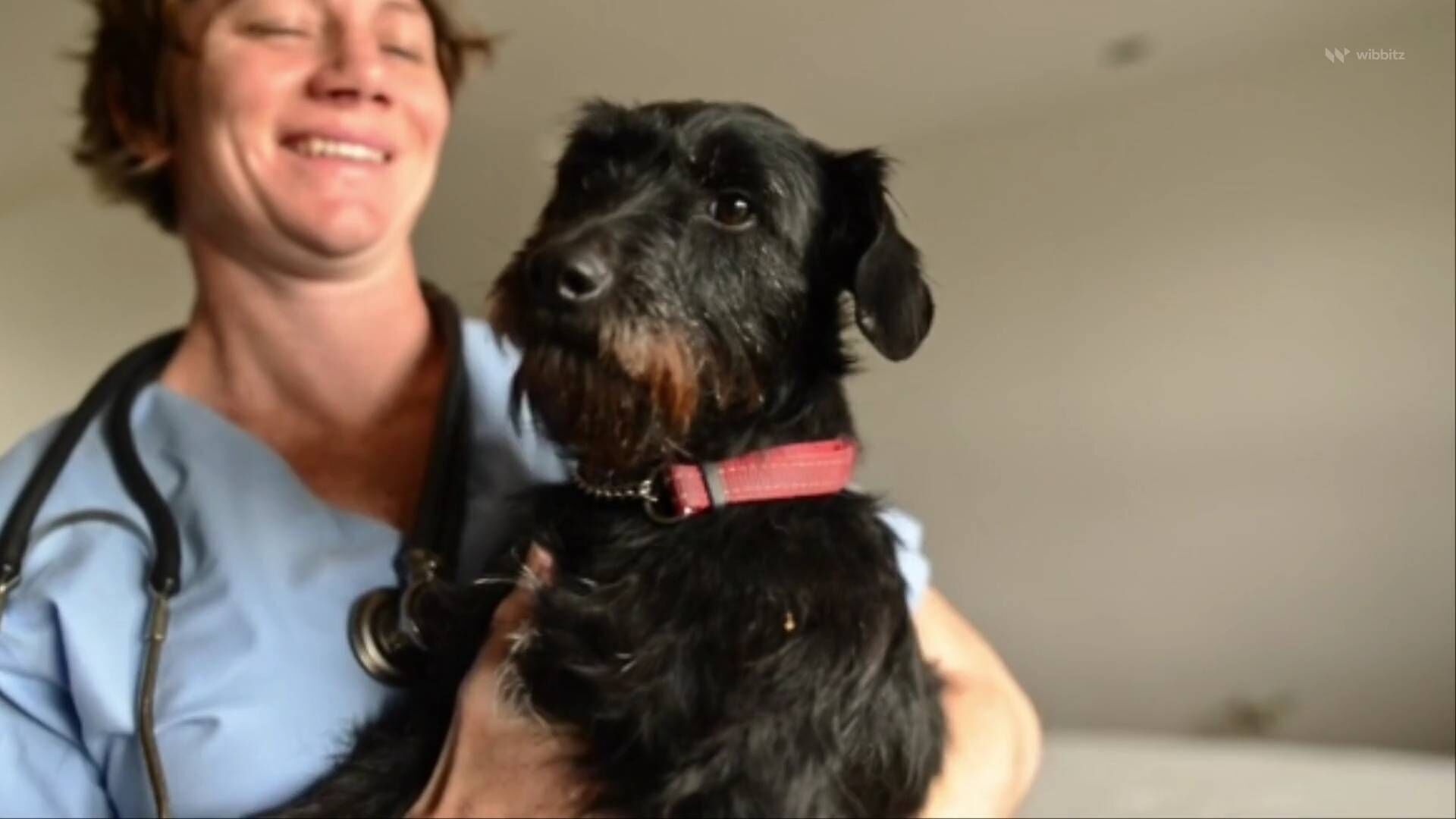 Study finds petting a dog boosts brain activity